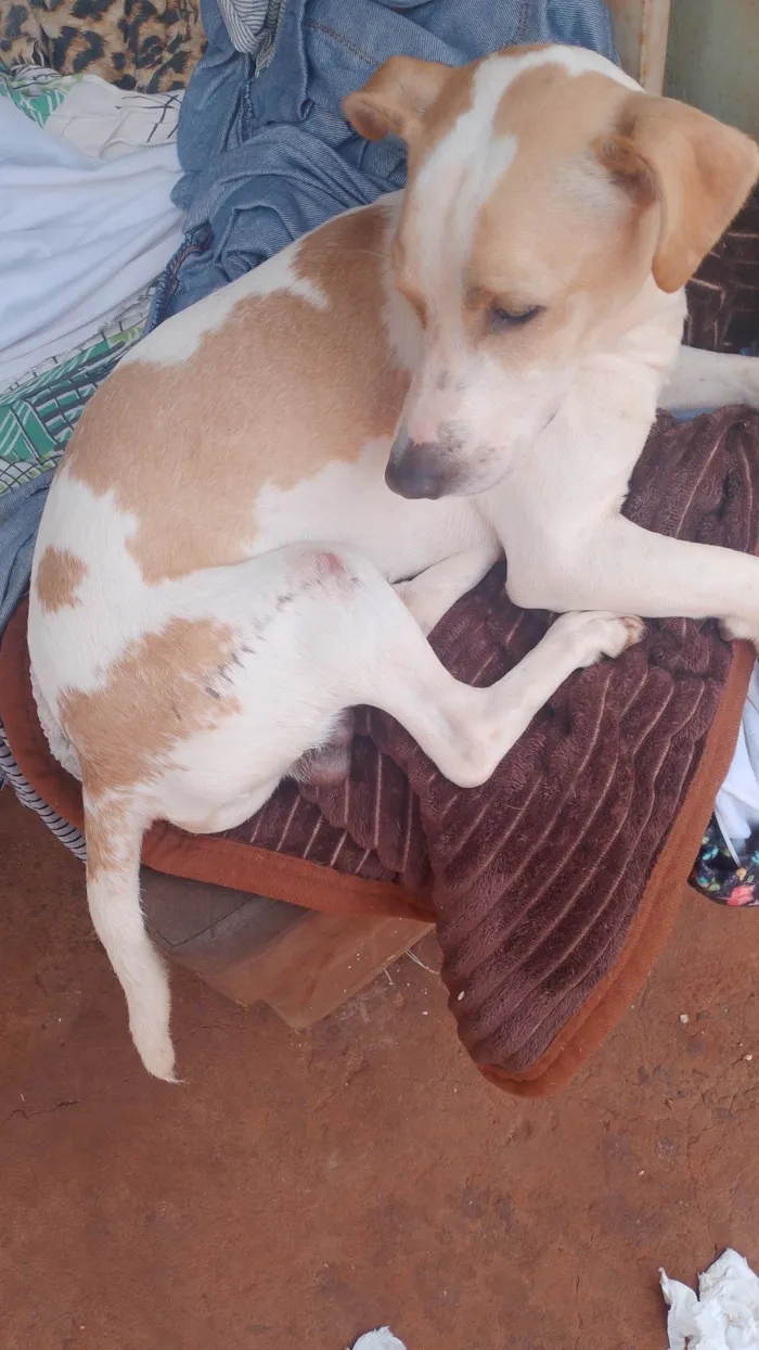 Cachorro ra a SRD-ViraLata idade 2 a 6 meses nome Crianca, pretudi e baby