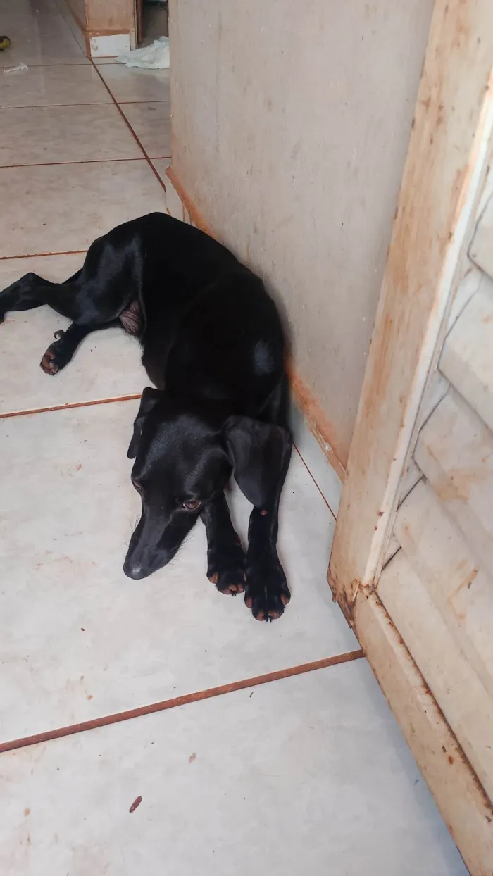 Cachorro ra a SRD-ViraLata idade 2 a 6 meses nome Crianca, pretudi e baby