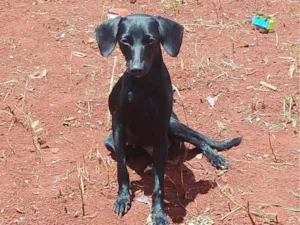 Cachorro raça SRD-ViraLata idade 2 a 6 meses nome Crianca, pretudi e baby