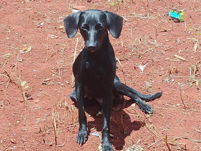 Cachorro ra a SRD-ViraLata idade 2 a 6 meses nome Crianca, pretudi e baby