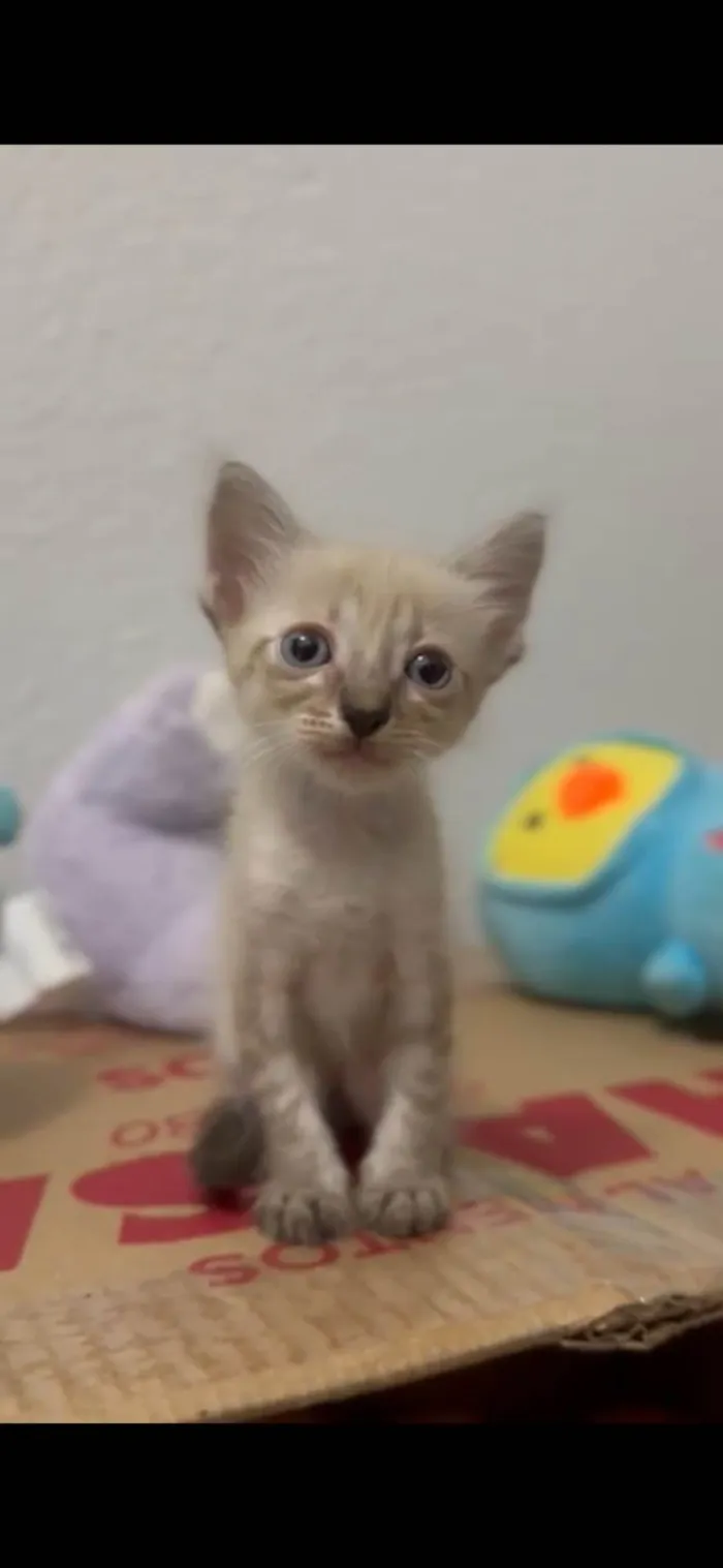 Gato ra a Maine Coon idade Abaixo de 2 meses nome Pedrinho 