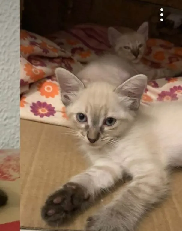 Gato ra a Maine Coon idade Abaixo de 2 meses nome Pedrinho 