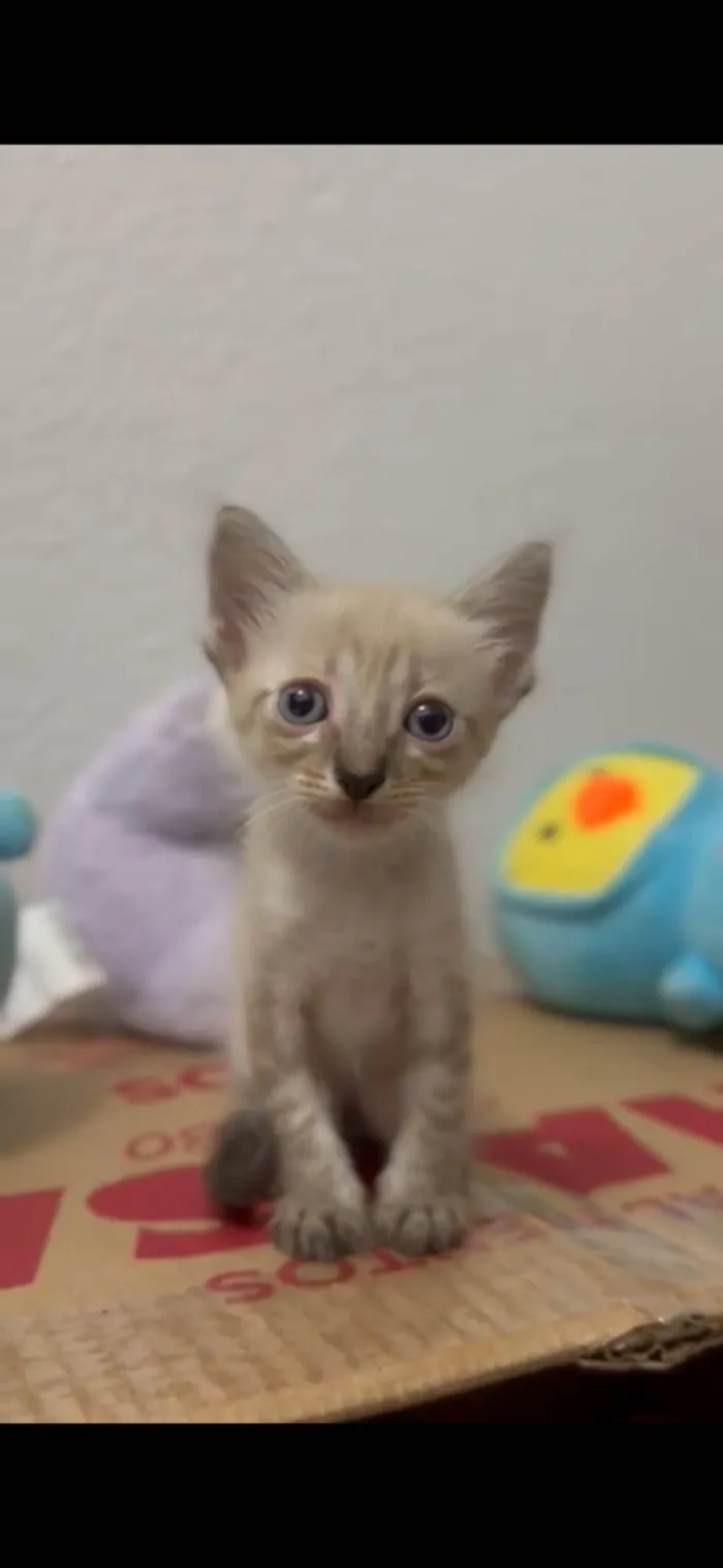 Gato ra a Maine Coon idade Abaixo de 2 meses nome Pedrinho 