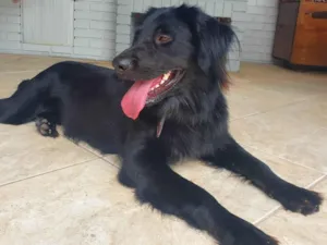 Cachorro raça SRD-ViraLata idade 7 a 11 meses nome Sem identificação 