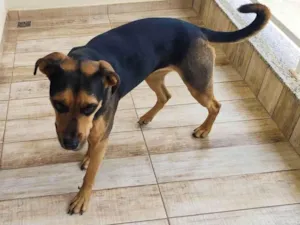 Cachorro raça SRD-ViraLata idade 2 anos nome KIARA