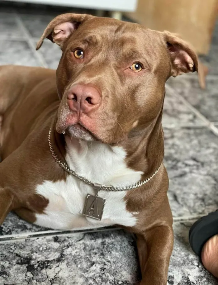 Cachorro ra a Pit-Bull idade 5 anos nome Altas 