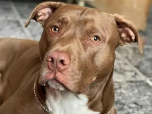 Cachorro raça Pit-Bull idade 5 anos nome Altas 