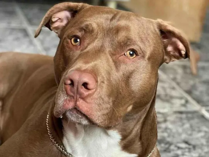 Cachorro ra a Pit-Bull idade 5 anos nome Altas 