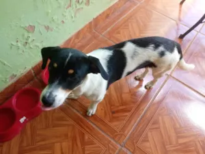 Cachorro raça SRD-ViraLata idade 2 a 6 meses nome Lili 