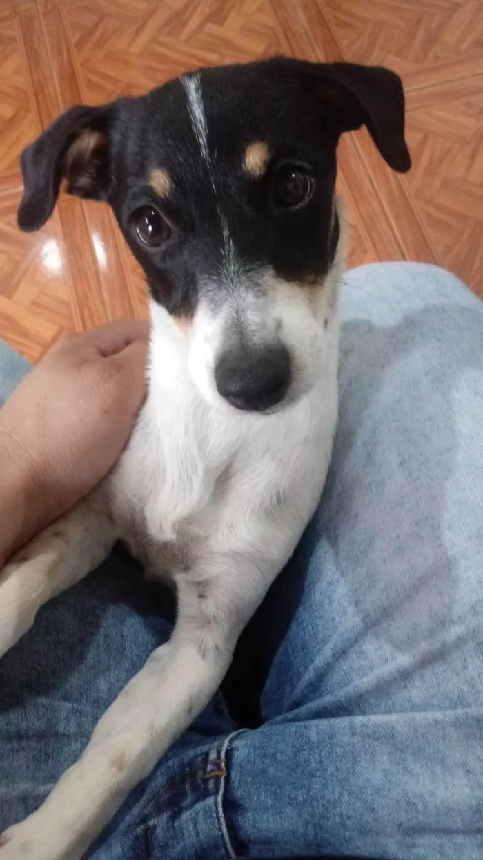 Cachorro ra a SRD-ViraLata idade 2 a 6 meses nome Lili 