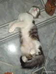 Apolo
