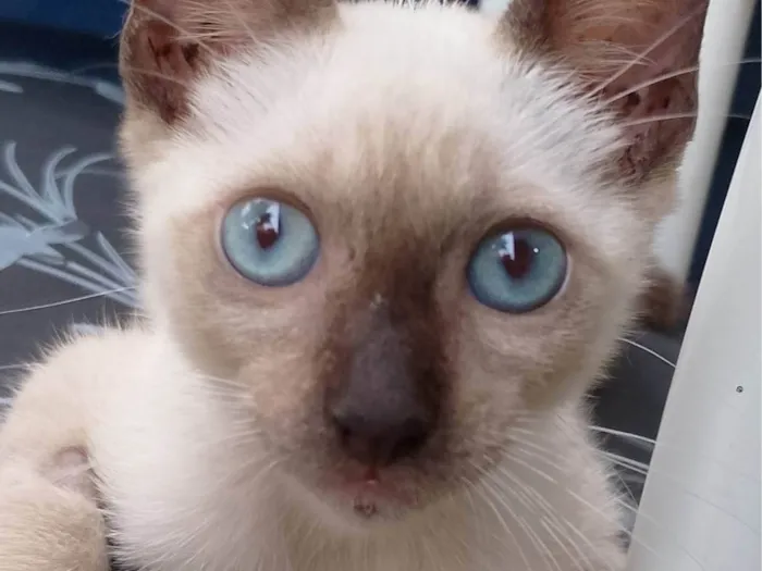 Gato ra a Siamês idade 2 a 6 meses nome Luke 