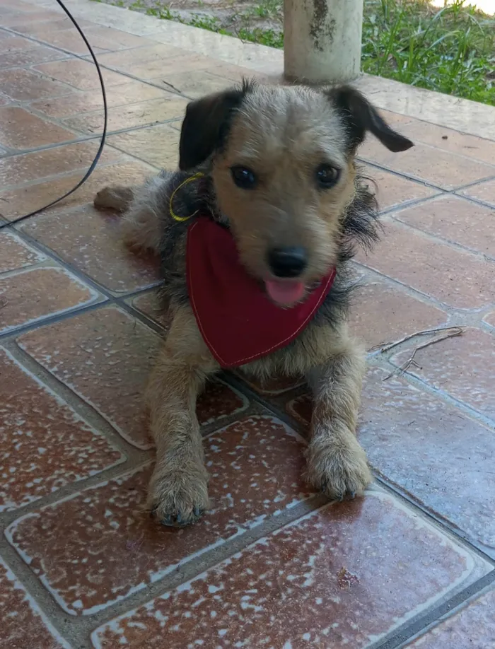 Cachorro ra a SRD-ViraLata idade 1 ano nome Boris