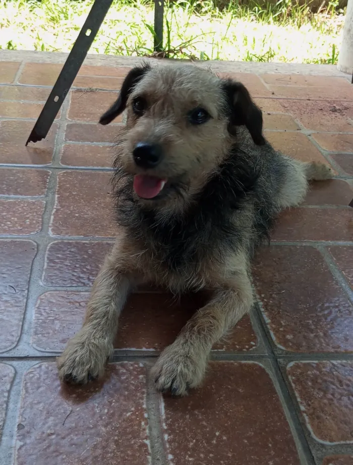 Cachorro ra a SRD-ViraLata idade 1 ano nome Boris