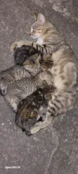 Mãe e Gatinhos