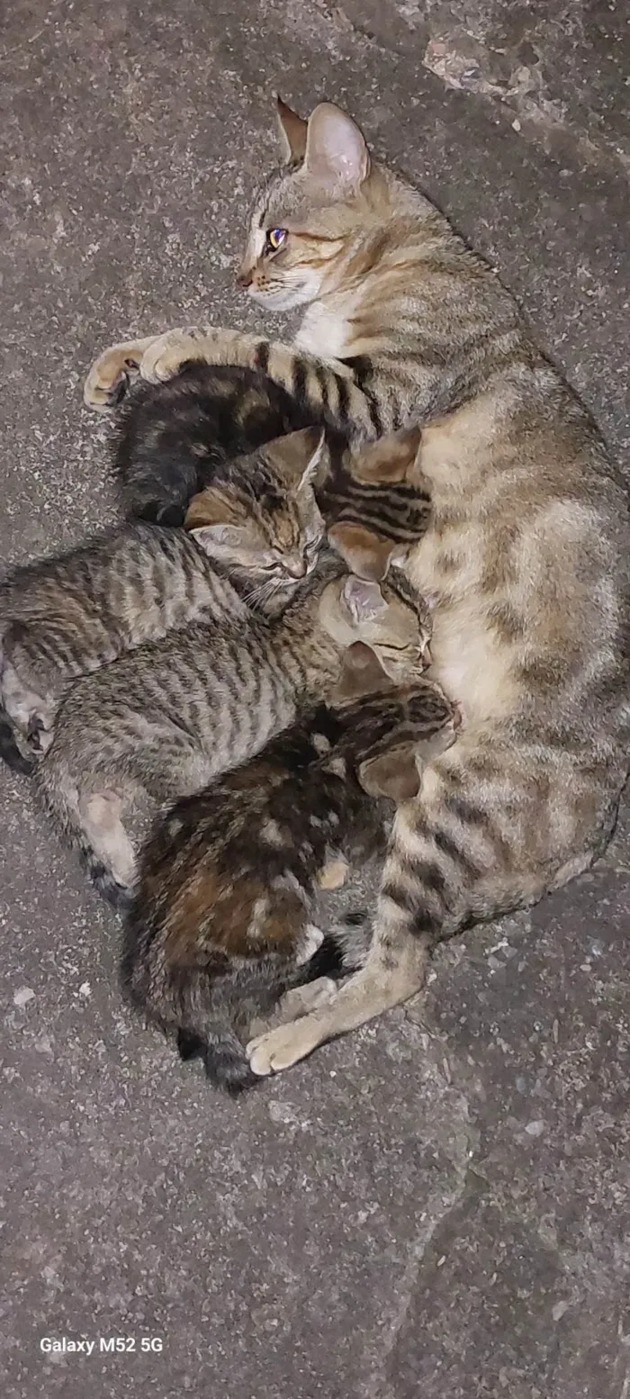 Gato ra a SRD-ViraLata idade Abaixo de 2 meses nome Mãe e Gatinhos