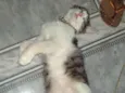 Apolo