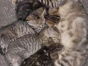 Gato raça SRD-ViraLata idade Abaixo de 2 meses nome Mãe e Gatinhos