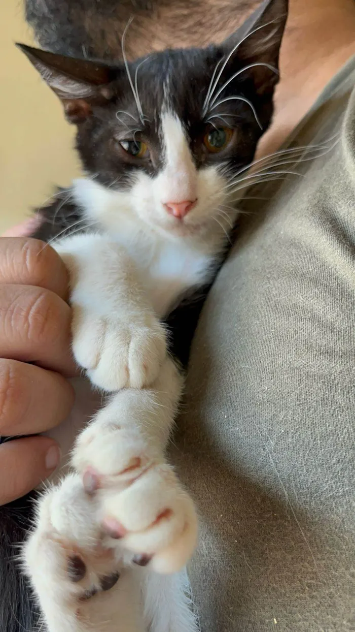 Gato ra a SRD-ViraLata idade 2 a 6 meses nome Dolar