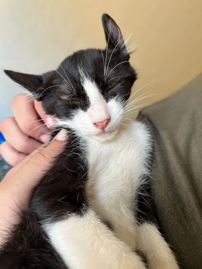 Gato ra a SRD-ViraLata idade 2 a 6 meses nome Dolar
