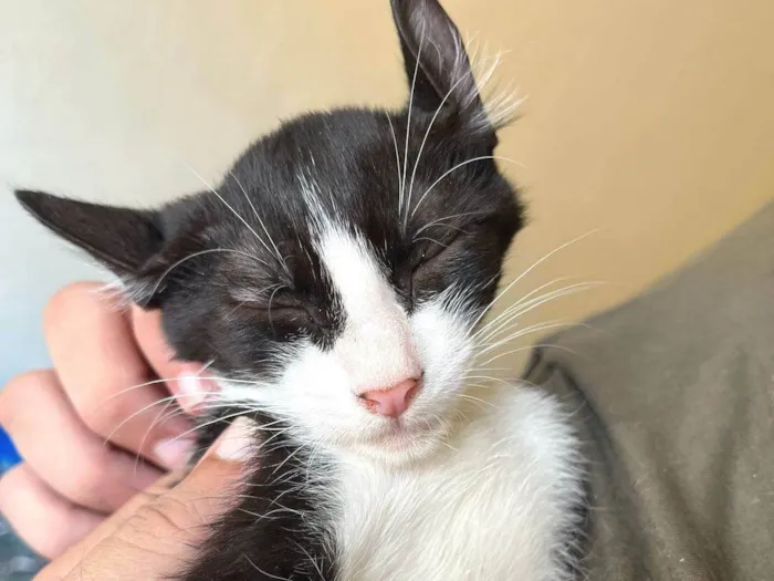 Gato ra a SRD-ViraLata idade 2 a 6 meses nome Dolar