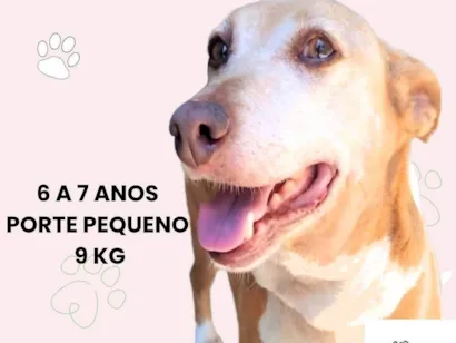 Cachorro raça SRD-ViraLata idade 6 ou mais anos nome Esperança 