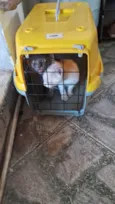 Gatos