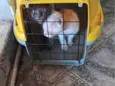 Gatos