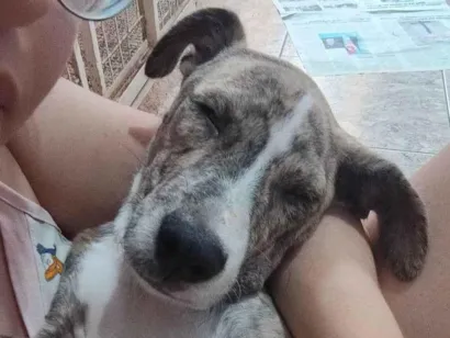 Cachorro raça SRD-ViraLata idade 7 a 11 meses nome Jhonny