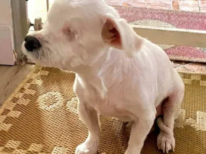 Cachorro raça Maltês idade 6 ou mais anos nome Lilo 