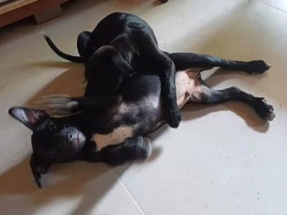 Cachorro raça SRD-ViraLata idade 2 a 6 meses nome Cristiane Ap. Leite