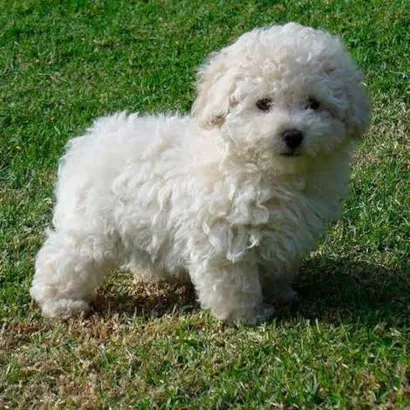 Cachorro raça Poodle idade 2 a 6 meses nome Tobby