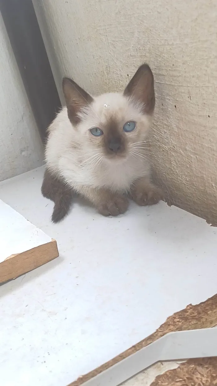 Gato ra a Siamês idade Abaixo de 2 meses nome Siamesa adocao