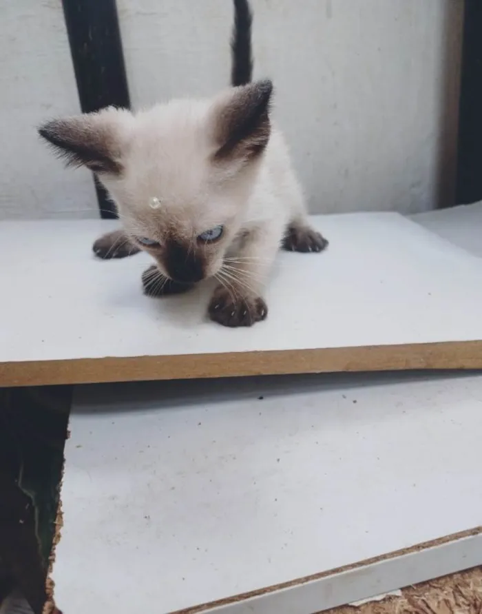 Gato ra a Siamês idade Abaixo de 2 meses nome Siamesa adocao