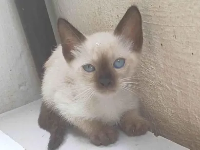 Gato raça Siamês idade Abaixo de 2 meses nome Siamesa adocao