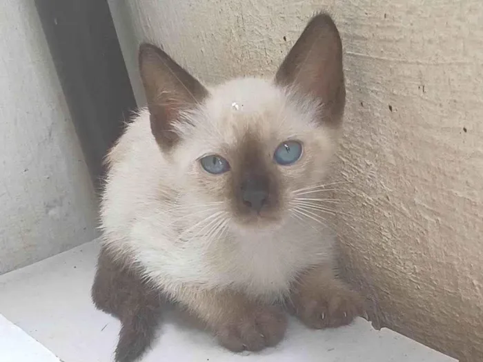 Gato ra a Siamês idade Abaixo de 2 meses nome Siamesa adocao