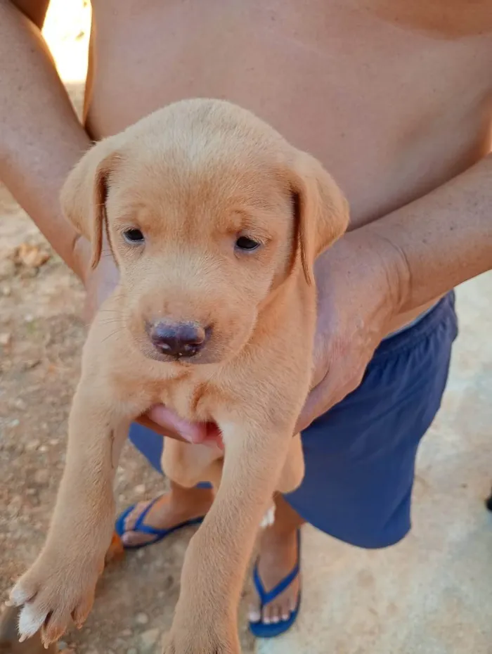 Cachorro ra a SRD-ViraLata idade Abaixo de 2 meses nome Sem nome