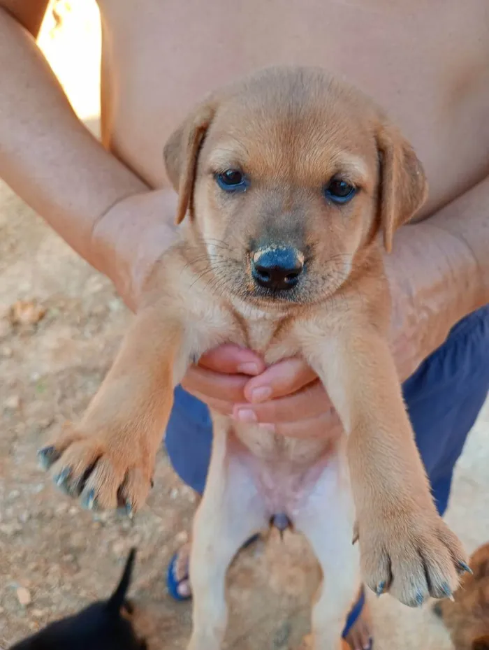 Cachorro ra a SRD-ViraLata idade Abaixo de 2 meses nome Sem nome