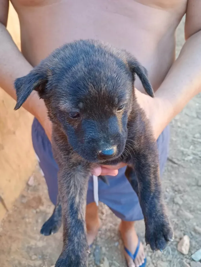 Cachorro ra a SRD-ViraLata idade Abaixo de 2 meses nome Sem nome