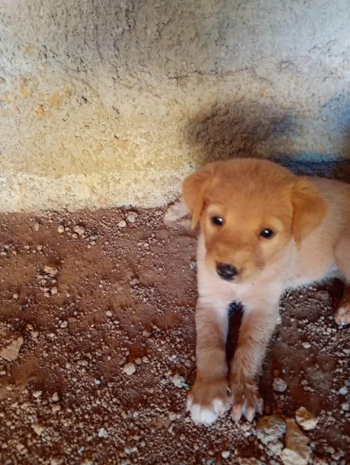 Cachorro ra a SRD-ViraLata idade Abaixo de 2 meses nome Sem nome