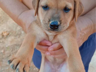 Cachorro raça SRD-ViraLata idade Abaixo de 2 meses nome Sem nome