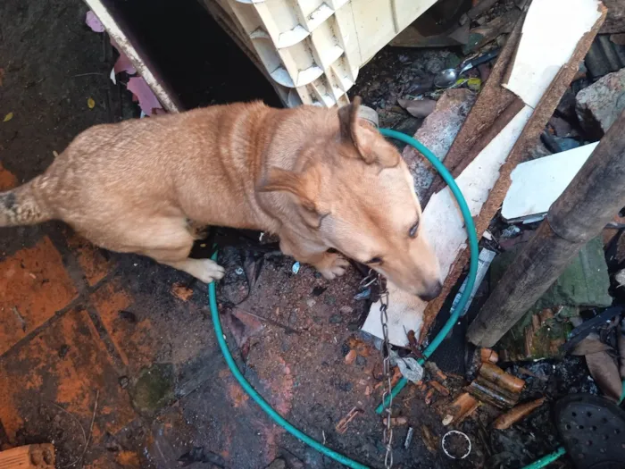 Cachorro ra a SRD-ViraLata idade 6 ou mais anos nome Riana