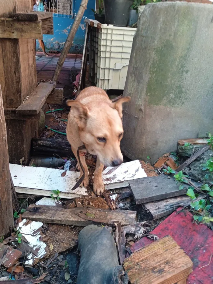 Cachorro ra a SRD-ViraLata idade 6 ou mais anos nome Riana