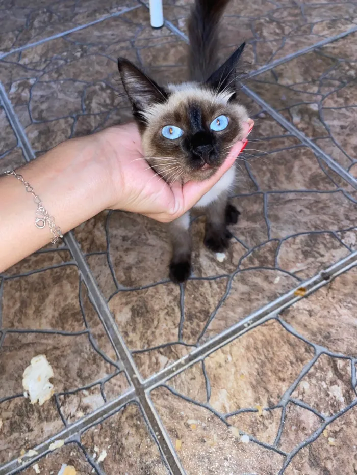 Gato ra a SRD-ViraLata idade Abaixo de 2 meses nome São mais de 4 gatos 