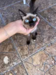 São mais de 4 gatos