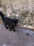 São mais de 4 gatos 