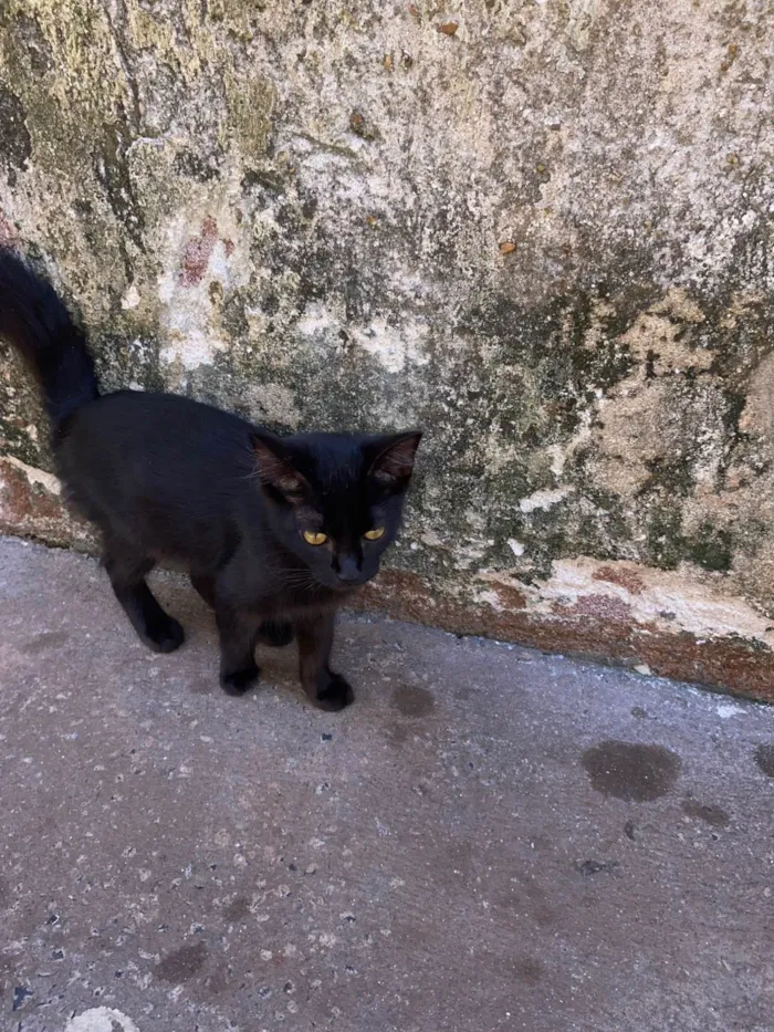 Gato ra a SRD-ViraLata idade Abaixo de 2 meses nome São mais de 4 gatos 