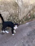 São mais de 4 gatos 