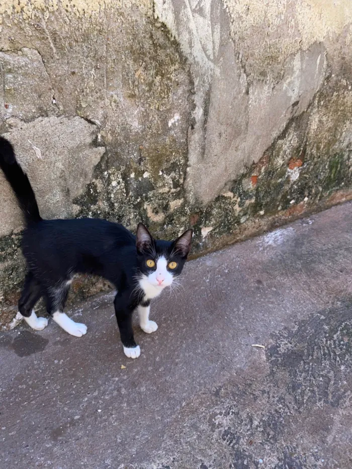 Gato ra a SRD-ViraLata idade Abaixo de 2 meses nome São mais de 4 gatos 