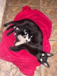 São mais de 4 gatos